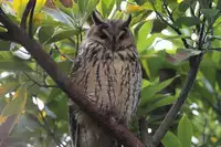 [Shiina] Noraneko Shoujo to no Kurashikata Ch. 4-12 [Chinese] [虎斑木菟漢化] [Digital]