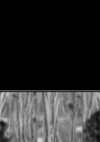 [Dende] 『BISKUITS FIGHTER (Biscuits Fighter) 〜 nerawareta Elf no shoujo 〜”