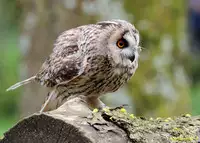 [Shiina] Noraneko Shoujo to no Kurashikata Ch. 4-16 [Chinese] [虎斑木菟漢化] [Digital]