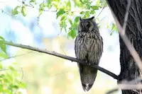 [Shiina] Noraneko Shoujo to no Kurashikata Ch. 4-12 [Chinese] [虎斑木菟漢化] [Digital]