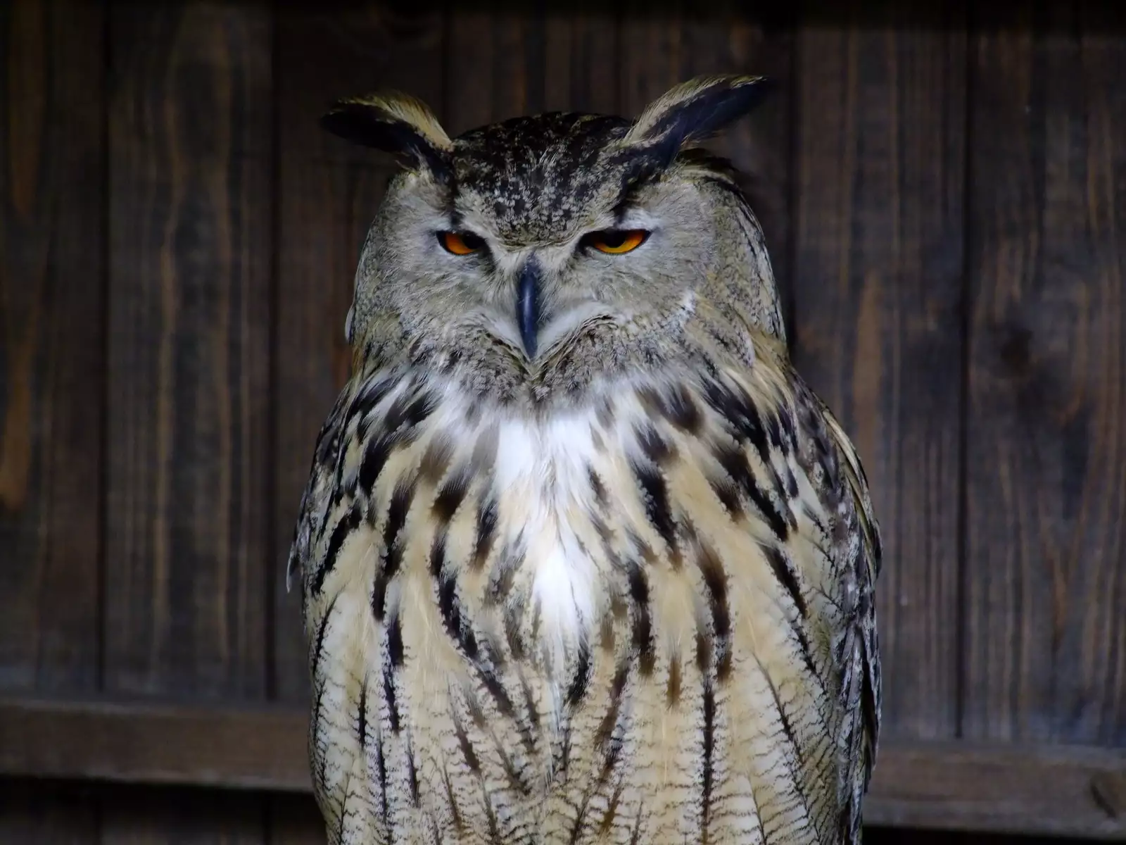 Noraneko Shoujo to no Kurashikata Ch. 4-14