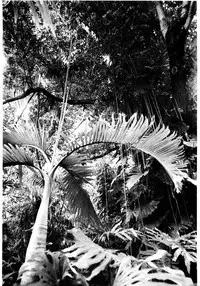 [DPP] usuyami Twillight's Last Gleaming (nadesico)