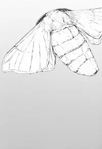 (COMIC1☆9) [Sakekan Memorial (SOLOPIPB)] Shiragasane -Tamoto- [Chinese] [不觉晓个人汉化]