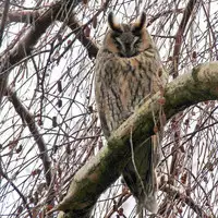 [Shiina] Noraneko Shoujo to no Kurashikata Ch. 4-13 [Chinese] [虎斑木菟漢化] [Digital]