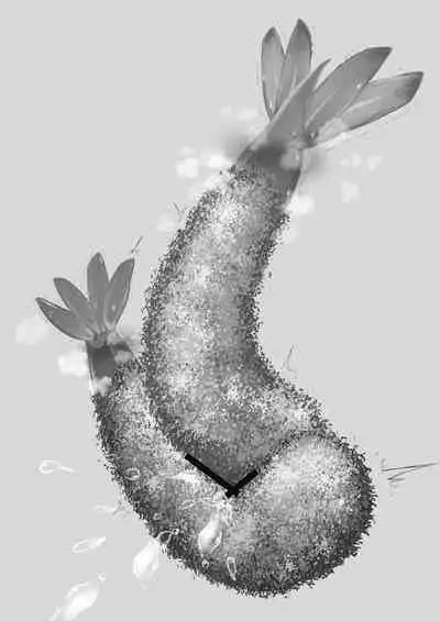 Ebi Fry Sou Uke Anthology | The Anthology of Fried Shrimp Really Getting Around