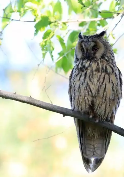 Noraneko Shoujo to no Kurashikata Ch. 4-14